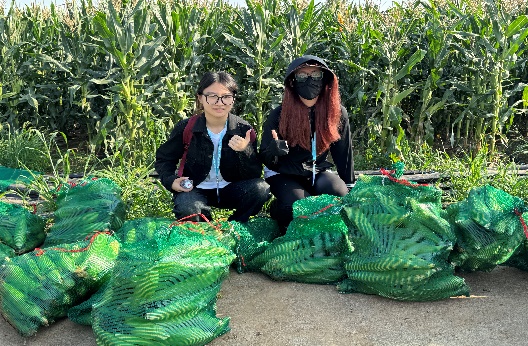 糖果派对试玩