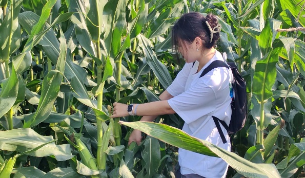 糖果派对试玩